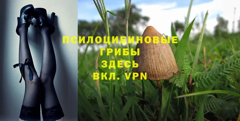 цены   Кимры  Псилоцибиновые грибы MAGIC MUSHROOMS 