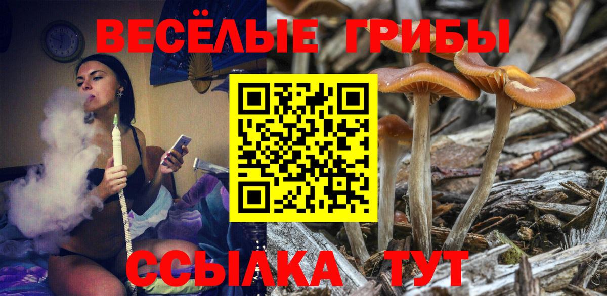 Кимры  как найти   Вход с VPN  Галлюциногенные грибы GOLDEN TEACHER  Галлюциногенные грибы Psilocybe 